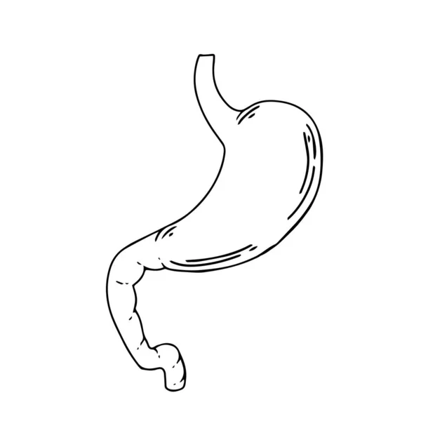 Lidský Žaludek Vnitřní Orgán Anatomie Vektorové Kreslené Ikony Ploché Ilustrace — Stockový vektor
