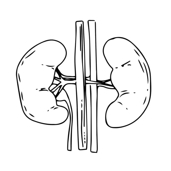 Kidney Vector Illustration Black White — Stock Vector