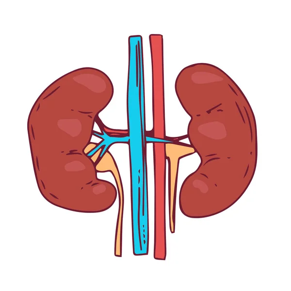 Kidney Vector Illustration Man Body Internal Organs — Stock Vector
