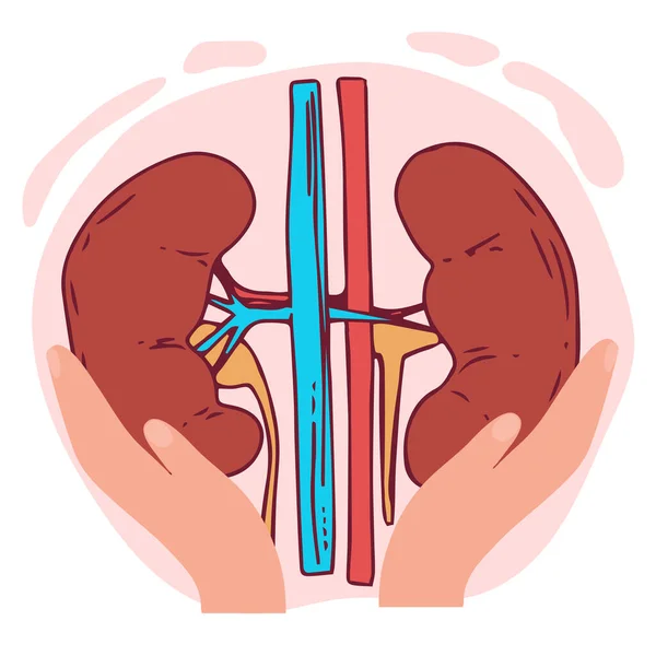 腎臓ベクトルイラスト オルガン分離白の背景にグラデーションメッシュ ベクトルイラスト — ストックベクタ