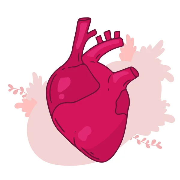 Desenho Vetor Cardíaco Imagens Anatomia Realista Órgãos Internos Corpo Humano —  Vetores de Stock