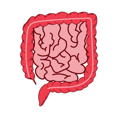 İnce ve kalın bağırsağın gerçekçi düz vektör çizimi. İnsan iç organı, sindirim sistemi. Vektör illüstrasyonu beyaz arkaplanda izole edildi.