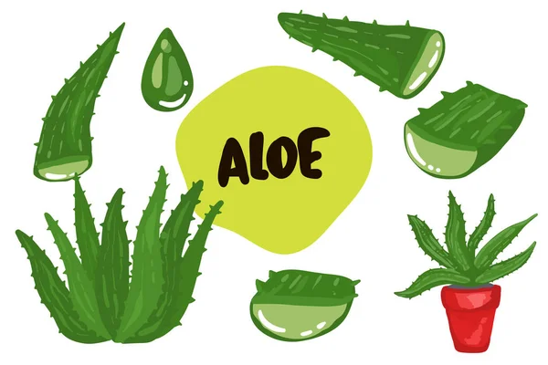 Aloe vera tıbbi bitki, şeffaf arka plan gerçekçi vektör illüstrasyonunda kesikler ve meyve suyu damlaları koleksiyonu bırakır
