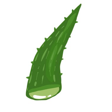 Beyaz arkaplanda gerçekçi aloe vera vektör çizimi