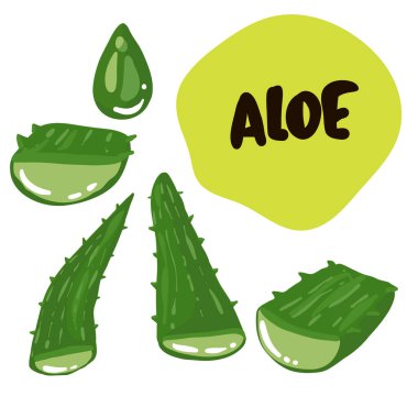 Aloe vera tıbbi bitki, şeffaf arka plan gerçekçi vektör illüstrasyonunda kesikler ve meyve suyu damlaları koleksiyonu bırakır.