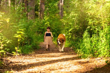 Büyük Saint Bernard köpeği sahibinin yanında yürüyor. Doğayla iç içe küçük bir kız..