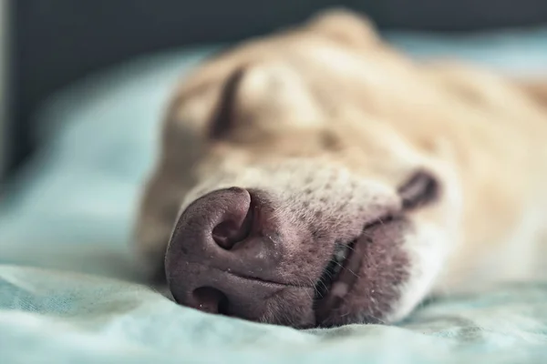 Close-up of the muzzle of a dog sleeping on the bed. A greyhound sleeping peacefully. Pet life. Selective focus.