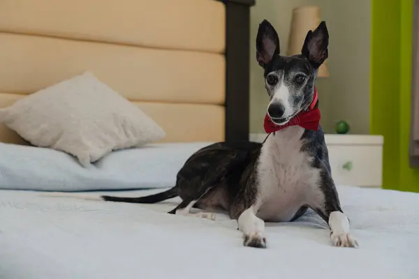 Portrait of a greyhound with a red ribbon, sitting on a bed and looking attentively at the camera. Copy space