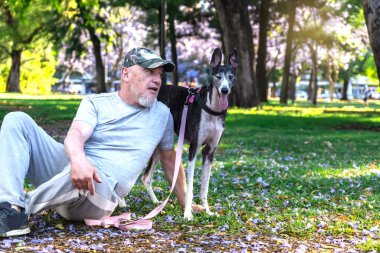 Olgun, kel bir adam parkta tazı köpeğiyle oturuyor ve bakıyor..