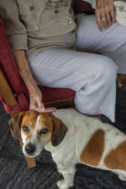 Kırmızı bir sandalyede oturan yaşlı kadın nazikçe av köpeğini okşar, son sınıf öğrencisiyle sadık evcil hayvanı arasında samimi bir arkadaşlık ve aşk anı yaşar.