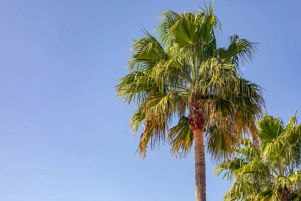 Palmbomen Tegen Een Blauwe Lucht — Stockfoto
