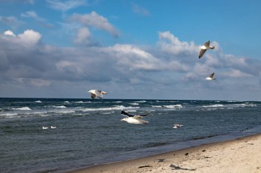 Martılar Baltık Denizi sahillerinde uçuyor.