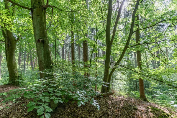 Букові Дерева Літньому Змішаному Лісі — стокове фото
