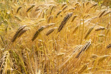 Tarlada eğilmiş kulakları olan olgun bir arpa.