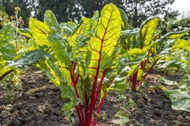 Bahçedeki hubarb pazarı