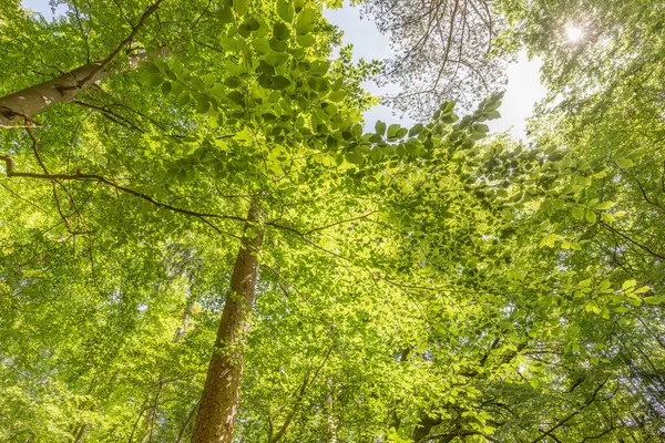 Φύλλα Θόλου Ενός Σχεδόν Φυσικού Δάσους Οξιάς — Φωτογραφία Αρχείου