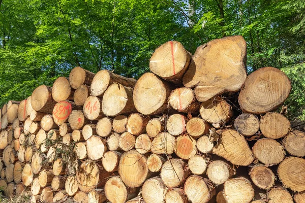 Halmozott Rönkök Lombhullató Erdőben — Stock Fotó