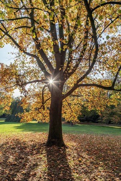 Солнце Светит Сквозь Картонное Дерево Альстерпарке Гамбурга — стоковое фото