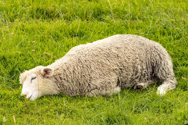 Fehér Bárány Alszik Réten — Stock Fotó