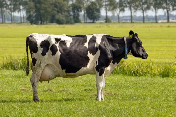 黒と白の牛が草原に立っている — ストック写真