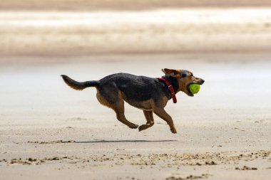 Ağzında tenis topu olan küçük bir köpek kumsalda koşar.