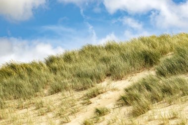 Deniz kenarındaki büyük kum tepeciklerinde ot yetişiyor.