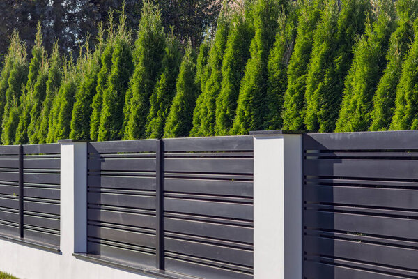 Metal garden fence with hedge