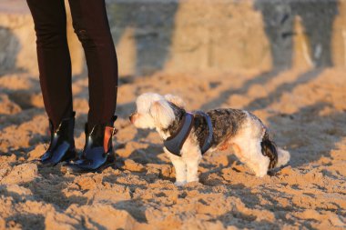 Küçük kaniş karışımı kumda sahibinin yanında duruyor.