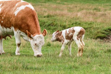 Anne inek yeni doğmuş çocuğunun yanında ot yer.