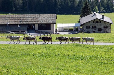 Bir grup gri süt ineği yaz otlağına doğru yürüyor.