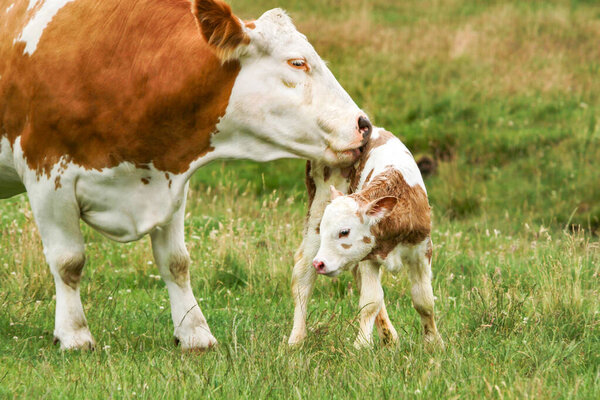 Мать-корова заботится о своем новорожденном