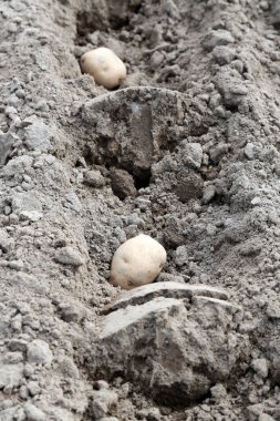 tarlada patates tohumları