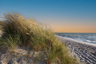 Baltık Denizi kıyısındaki kumsalda otlar
