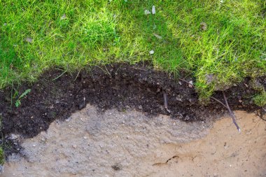 Çimlerin altındaki humus tabakası