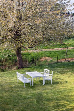 Bahçedeki beyaz oturma alanı çiçek açan kiraz ağacının altında.