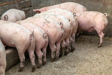 Çiftlikteki domuzlar yalaktan yer.