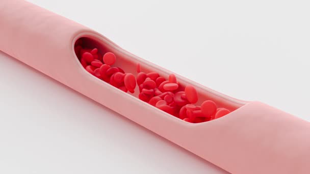 红血球在血管内流动 横断面动脉见 医学科学和极小概念 动画无缝循环和阿尔法通道 3D渲染 — 图库视频影像