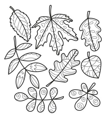 Set of different black-white autumn maple grape oak rowan birch tree chestnut leaves. Includes outline contour leaves clipart