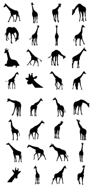 一组被白色背景隔离的长颈鹿轮廓 — 图库矢量图片
