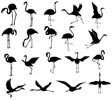 Flamingo kuş siluetleri. Beyaz arkaplanda izole edilmiş vektör
