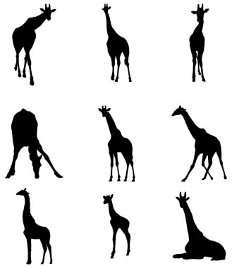 Zürafa Silueti Set Vektörü İllüstrasyonu