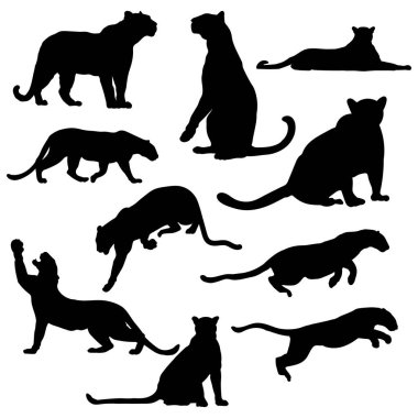 Panter vektör siluetleri beyaz arkaplanda izole edildi