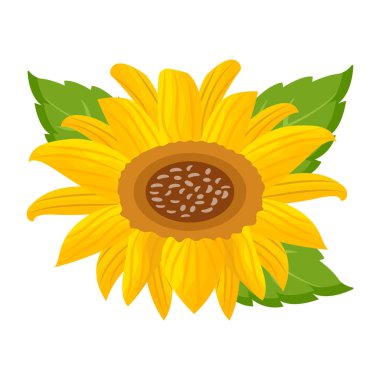 Ayçiçeği. vektör çizimi tasarımı