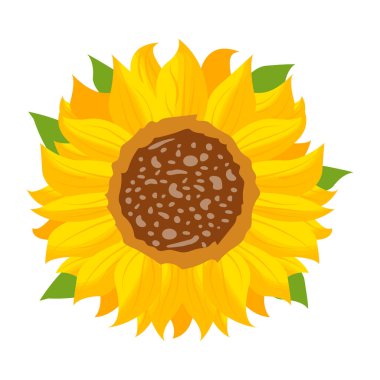 ayçiçeği izole edilmiş ikon vektör illüstrasyon tasarımı