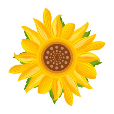 ayçiçeği izole edilmiş ikon vektör illüstrasyon tasarımı