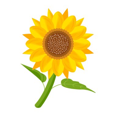 Beyaz arkaplanda izole edilmiş ayçiçeği