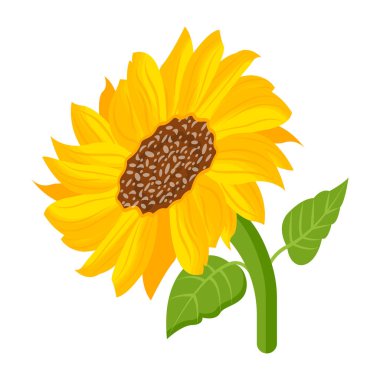 Beyaz arkaplanda izole edilmiş ayçiçeği