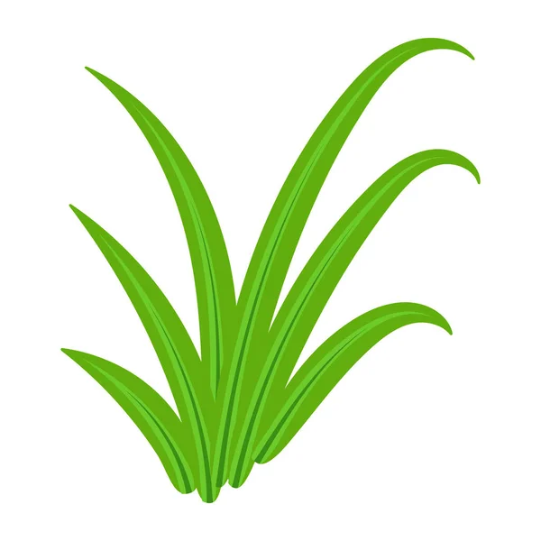 Grüne Blätter Der Aloe Vera Isoliert Auf Weißem Hintergrund — Stockvektor