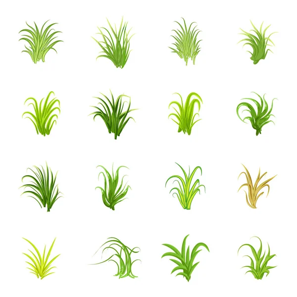 Set Grass Plants Isolated White Background — Stock Vector