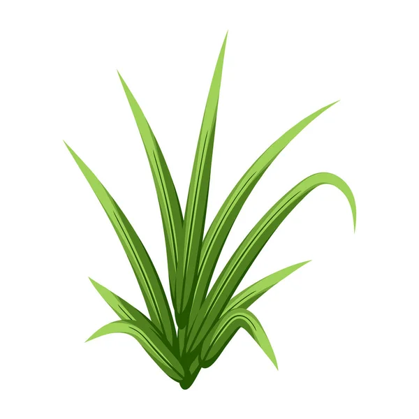 Hojas Verdes Aloe Vera Aisladas Sobre Fondo Blanco — Vector de stock